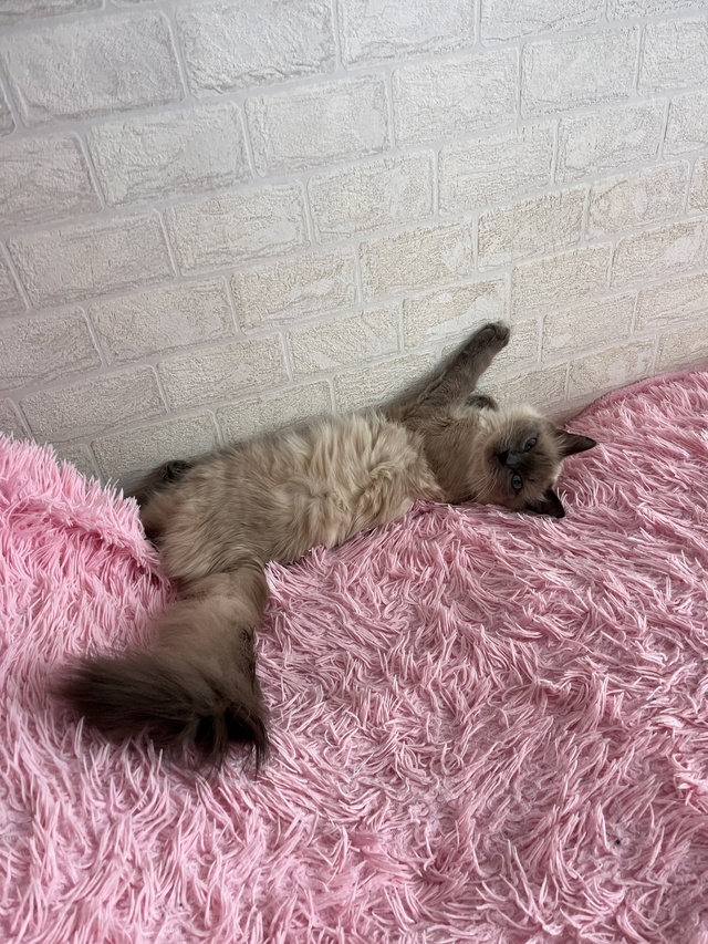 Помогите пожалуйста найти котика. Пропал в районе улиц...