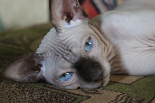 Знакомство с кошкой, да ещё с возрастной!!!!! ПРОБЛЕМА? Н?...