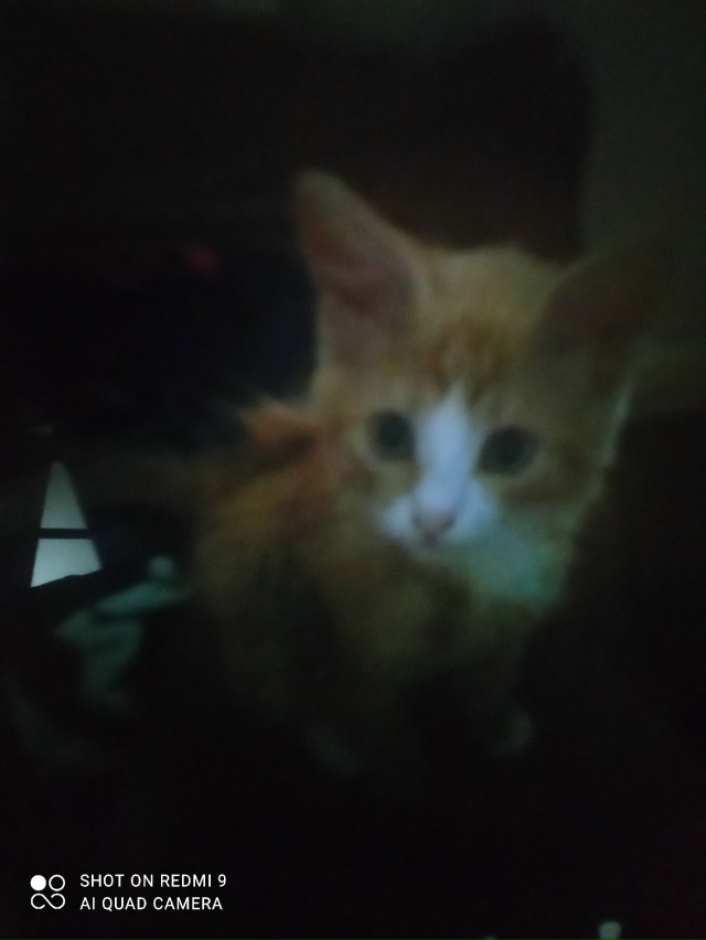 Мой любимка Маркиз в 3 и 6 мес 😻💕