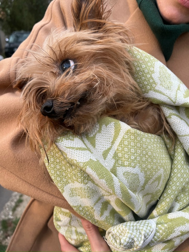 Найден Йорк в Евпатории в районе Дельфинария. Девочка. ...