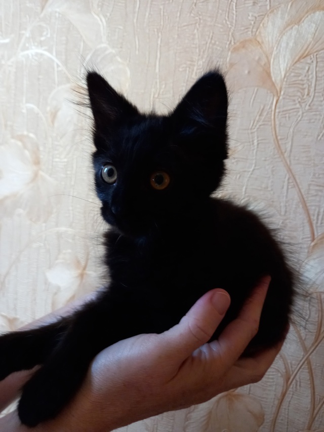 Отдам котенка в добрые руки. К лотку приучен. Пишите в л...
