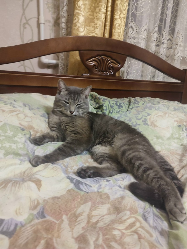 На Химиков 12 случайно выскочил из дома кот Мурзик.Три д...