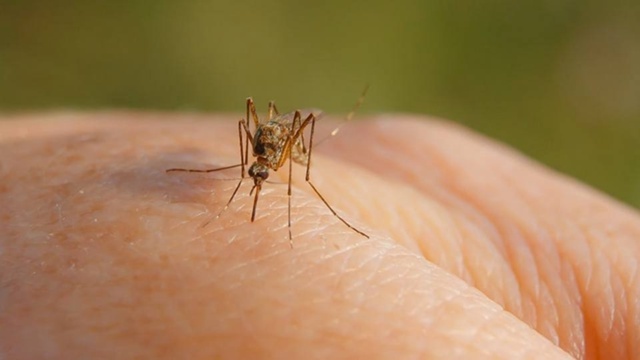 🦟Смертельный вирус чикунгунья из Китая угрожает Росс...