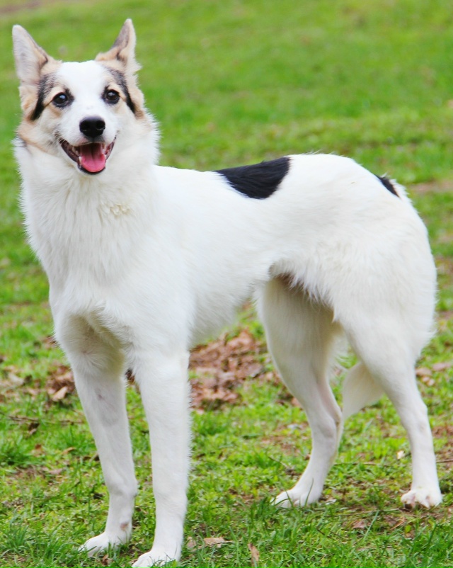 Миленькая и небольшая Туна срочно ищет любящую семью!??...