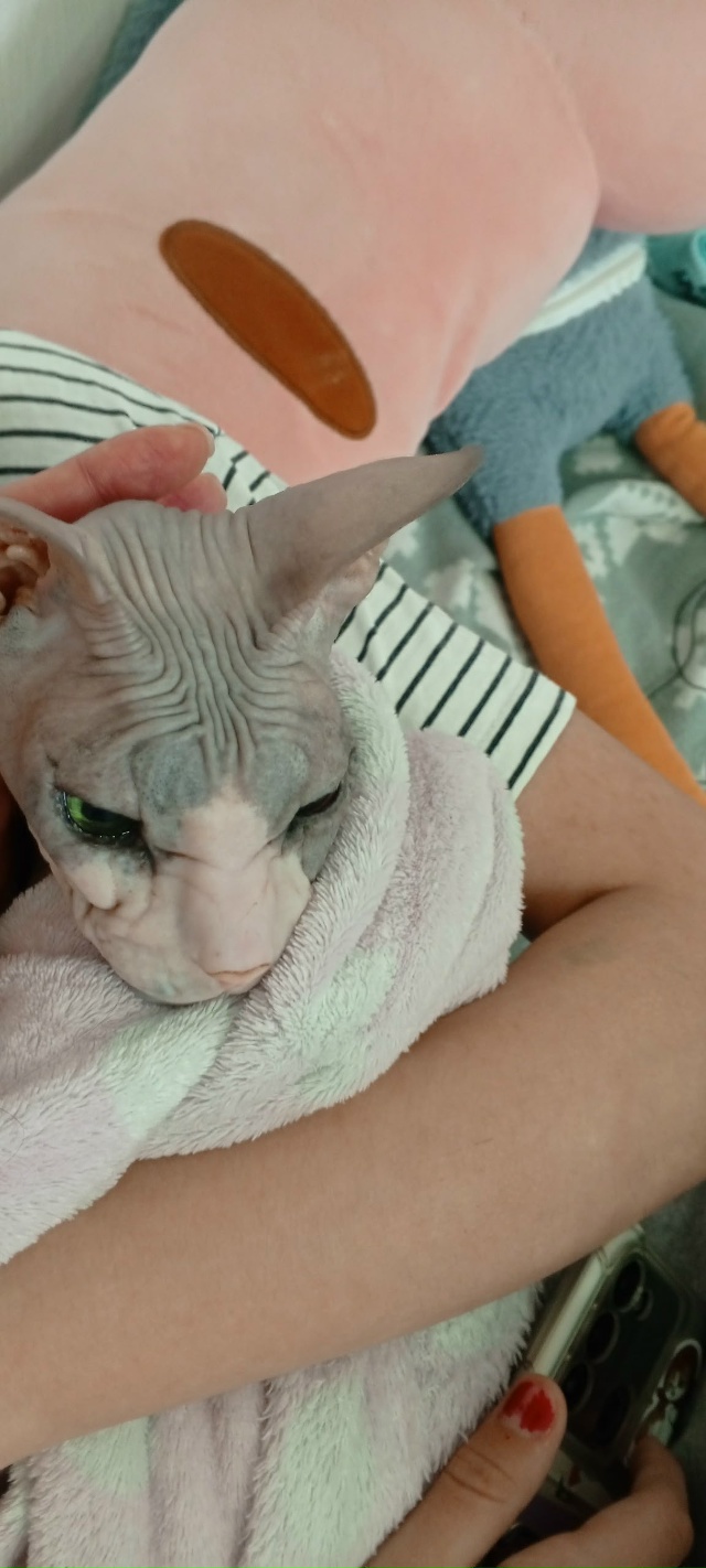 ‼️Кронштадт.
Чей потеряшка? Найден кот на кладбище.
С?...