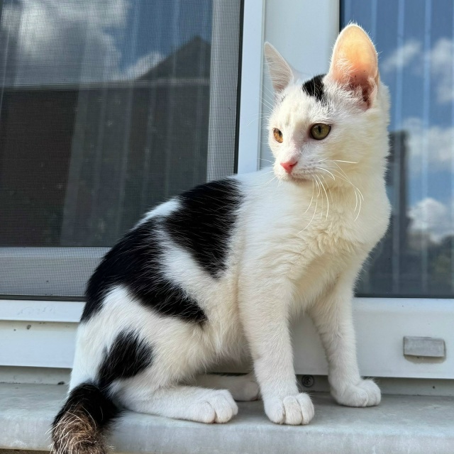 🐾🐾Мега ласковый котик Владик 😍 в поисках самых лучш...