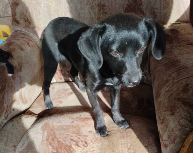 Нашлась собака, прибежала 22.11.2025 на Пашкоскую 29 с утра. ?...