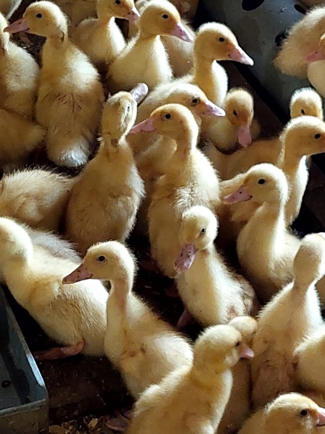 ❗❗❗ПРОДАЮТСЯ❗❗❗
Утки 🦆 Бройлерные 15-ти дневные
‼?...