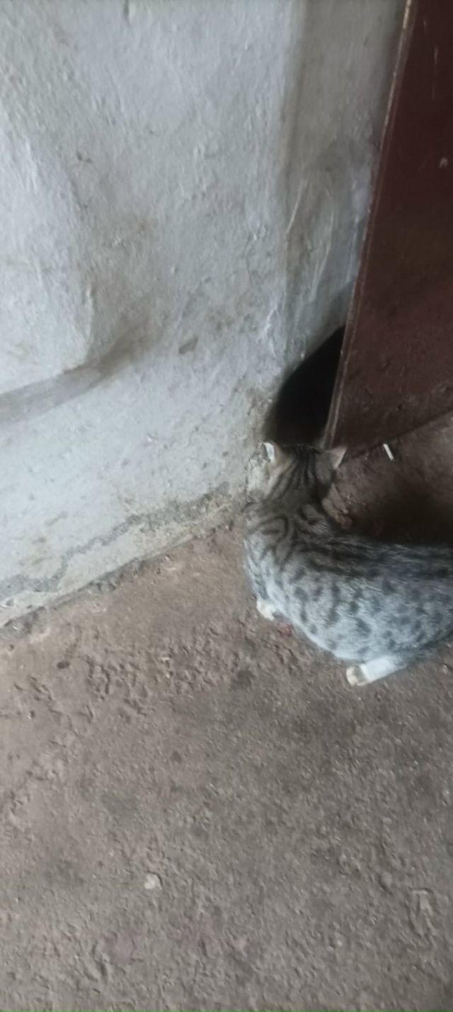 🆘🆘🆘🆘Люди добрые помогите. По адресу Садовая 19 живу...