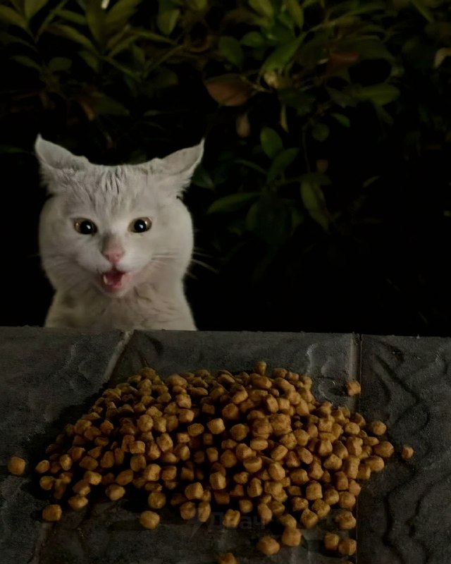 Китаянка частенько подкармливает бездомного кота, а тот каждый раз искренне в шоке от халявной еды