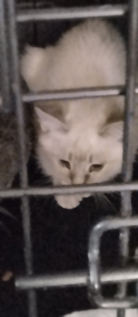 Кошка в СНТ родила котят. Котятам по 3,5-4 мес, один серый ...