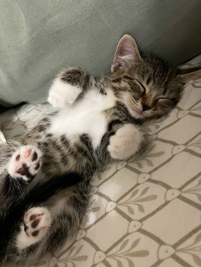 Добрый день!
Ищем дом для котенка.
Мальчик. 2,5 месяца.