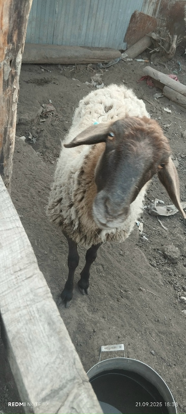 Продам баранов, ярки 2х годовалые 20000₽ бараны этого год...