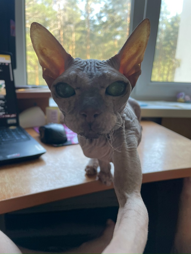 Мишель
эксперт по котлеткам с сыром, огурцам и кабачка?...