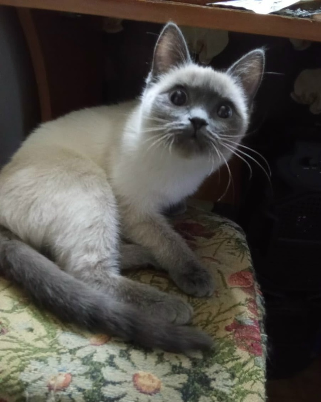 Забрали из подъезда кошечку- подростка. Скитается уже ?...