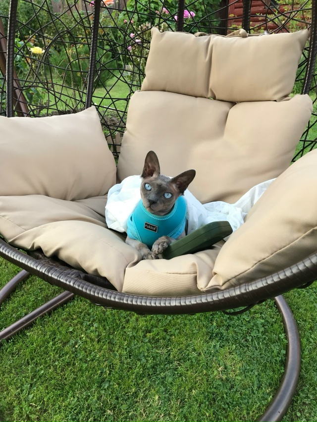 Сегодня Бесику 7 лет 😸🐾🐈🎊🎂. Добрая , умная , харизм?...