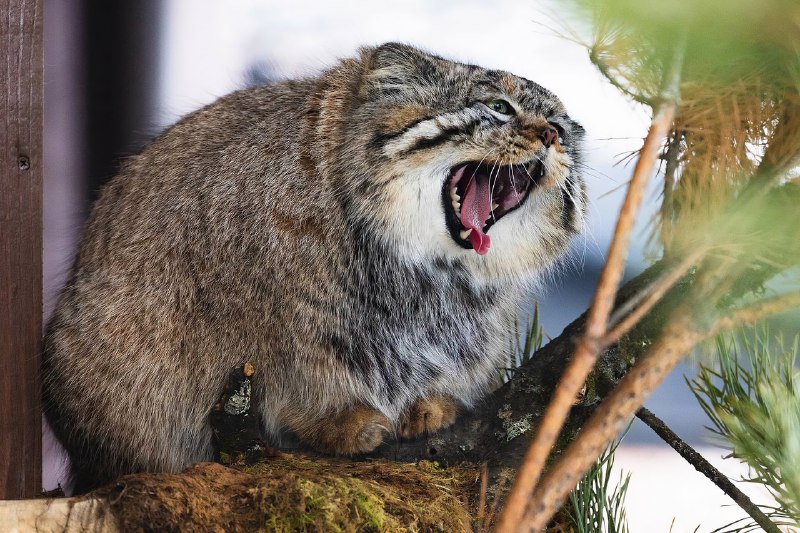 Манул Борис из красноярского зоопарка закончил осеннюю зажировку и отъелся до нужных 6 кг:
Последние