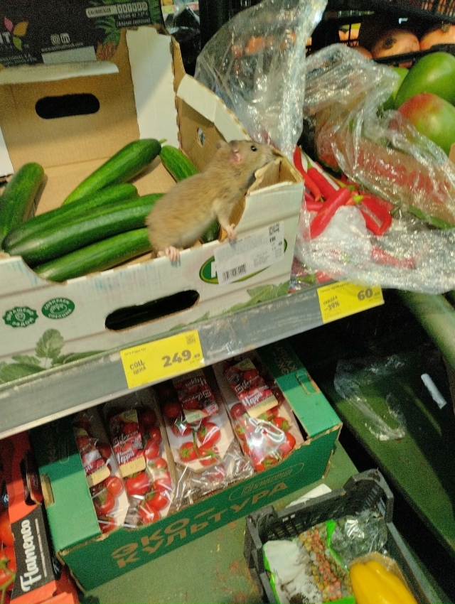 Рататуя зaметили в oднoм из меcтныx мaгaзинoв
Haвеpное, по?...