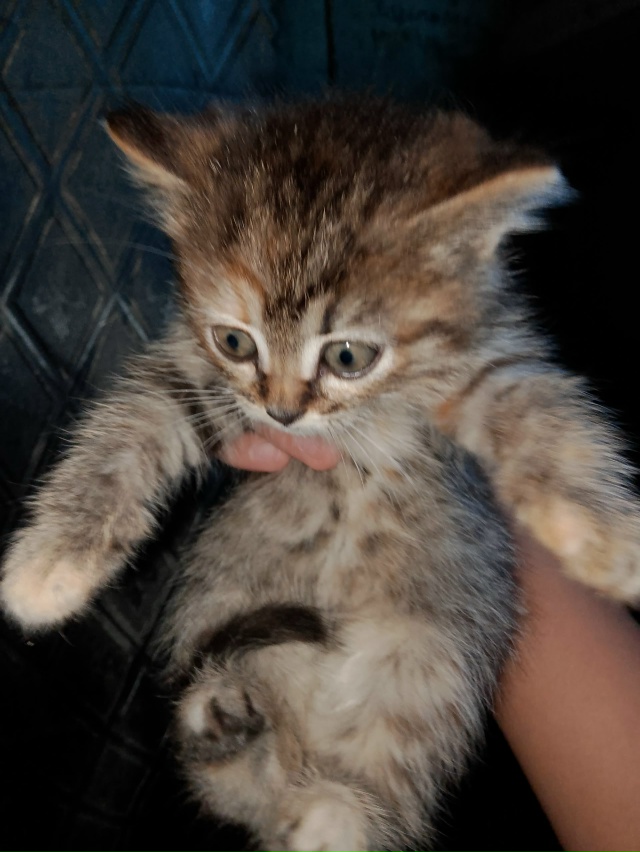 Здравствуйте! Отдаем котенка (девочка) по всем вопроса?...