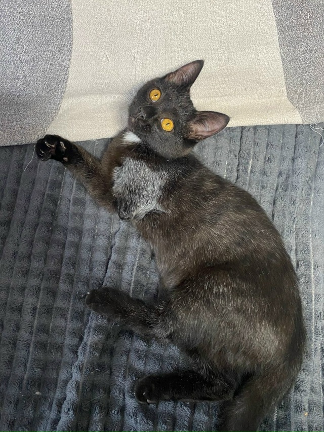 ОСОБЕННЫЙ ЧУДО-КОТЁНОК 🐈‍⬛ ИЩЕТ ЛЮБЯЩУЮ СЕМЬЮ❣️
😿 ...