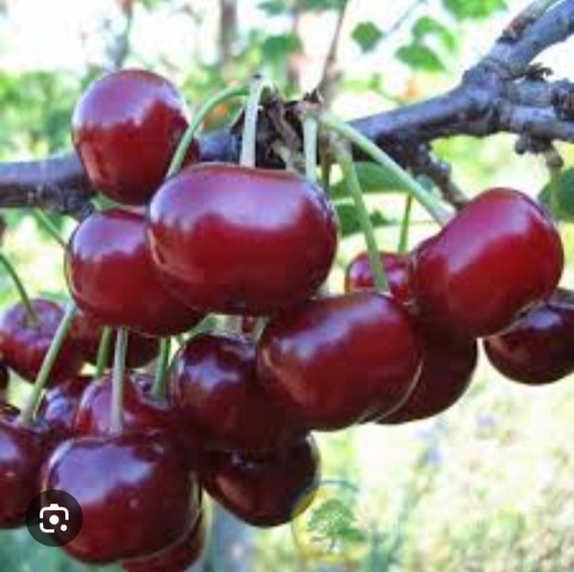 Анон. Продается вишня, цена договорная. Звонить 89328611268