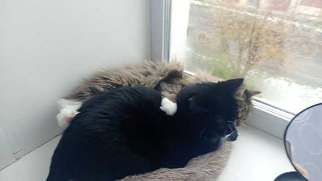 продолжение про двух жирных котов... им не только не хва...