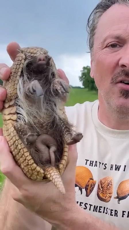 Вот вам небольшой факт о броненосцах, о котором вы, скорее всего, не знали — и, возможно, предпочли