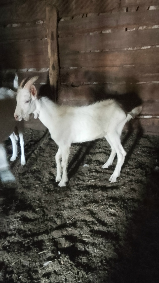 Продам козу глубоко котная и продам козла.89228290723