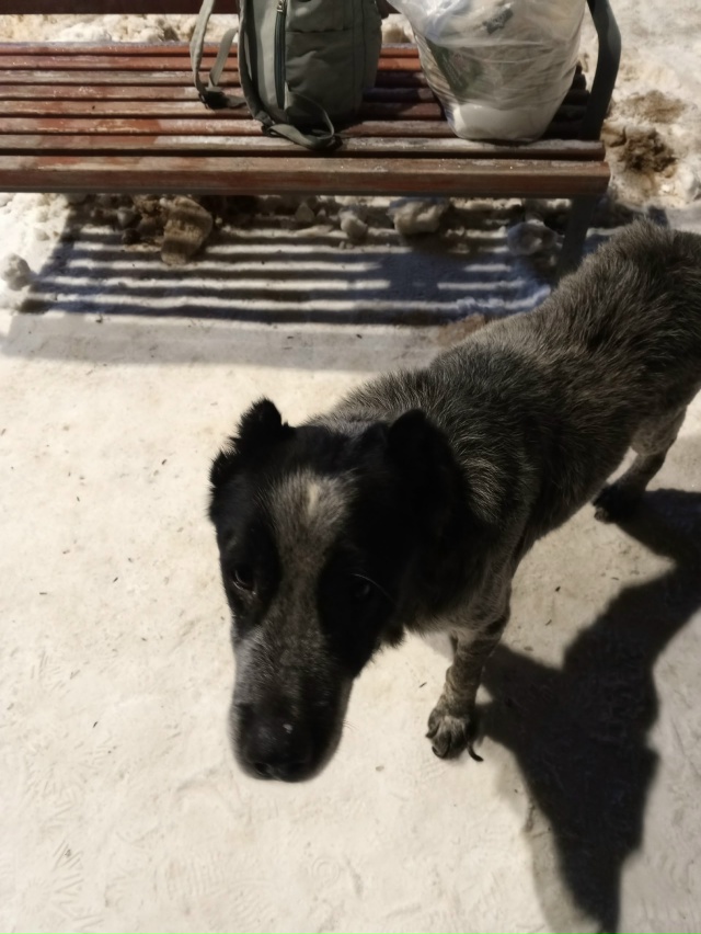 Нашли собаку у автостанции мальчик, Алабай. Очень худо?...