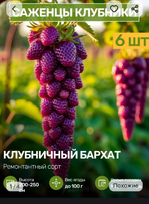 Российских бабушек массово скамят на маркетплейсах — площадки завалены карточками саженцев со сгенер