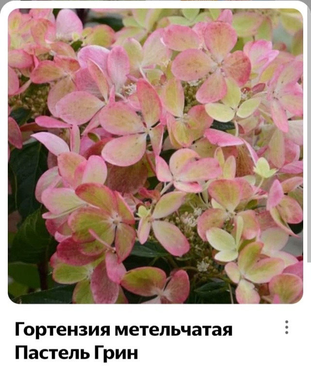 Предлагаю вам гортензии и хосты разных сортов.
Гортенз...