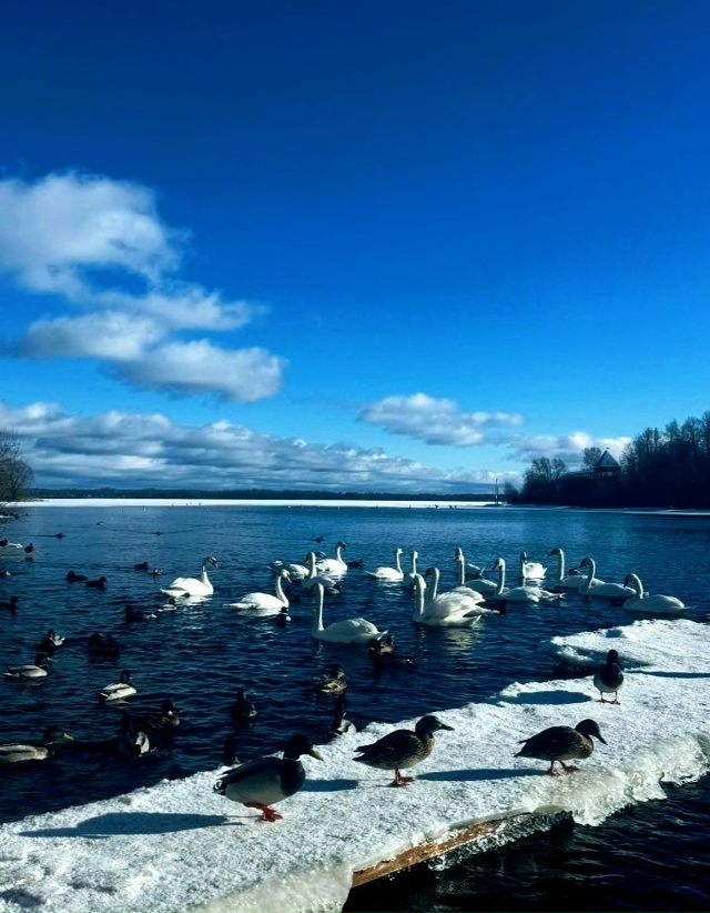 🎼[id446886305|Дмитрий Сафронов]