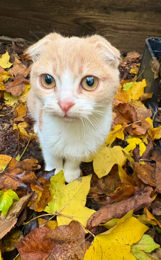 Подкинули котят ! Оставить не могу, т к у самой три кошк?...