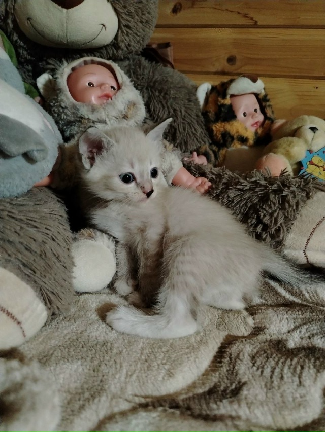 Отдам котят в хорошие руки.
1,5 месяца
Домашнии,чистые,л?...