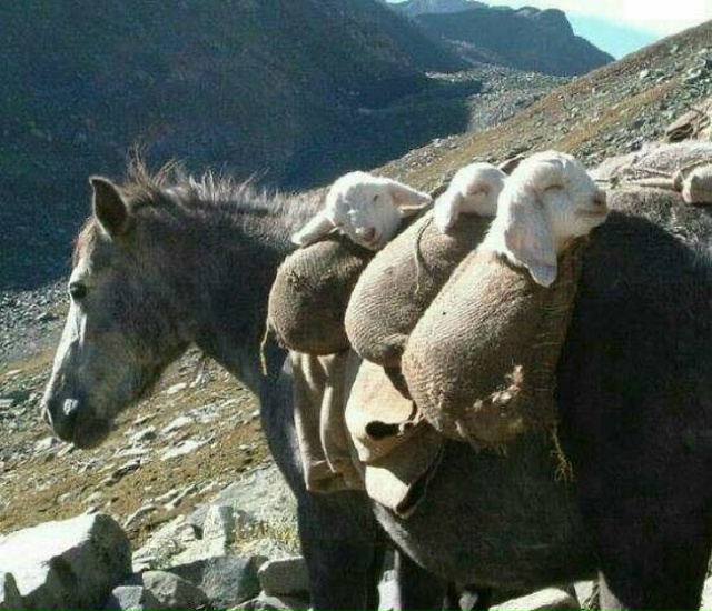 В горах пастухи иногда используют осликов-нянек, котор...