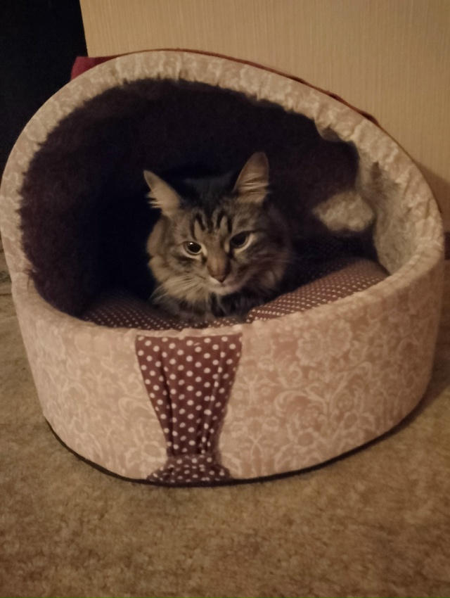 Абдулка любит пакеты, сумки,шкафы,коробки и легко в них...