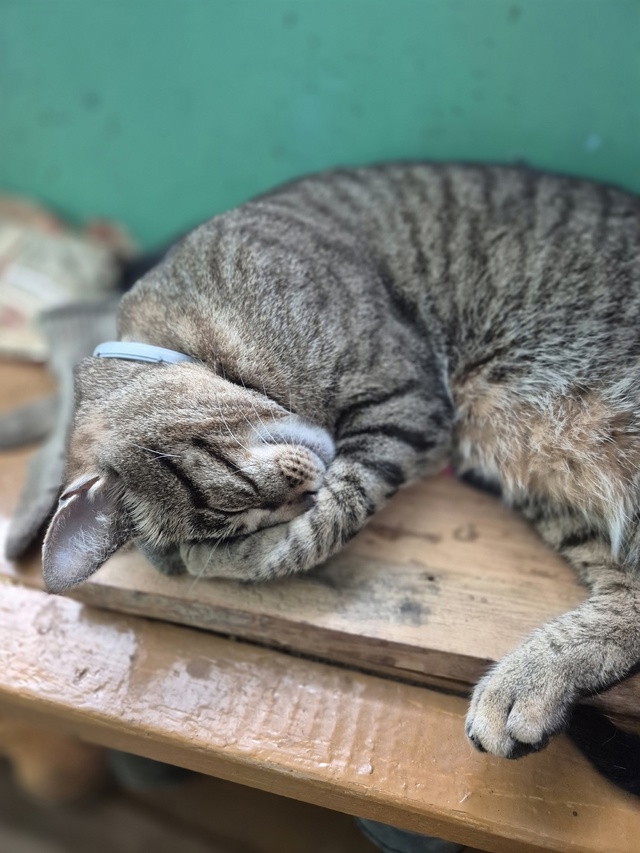 Маркиз, сын тайской кошки и дворового кота😏