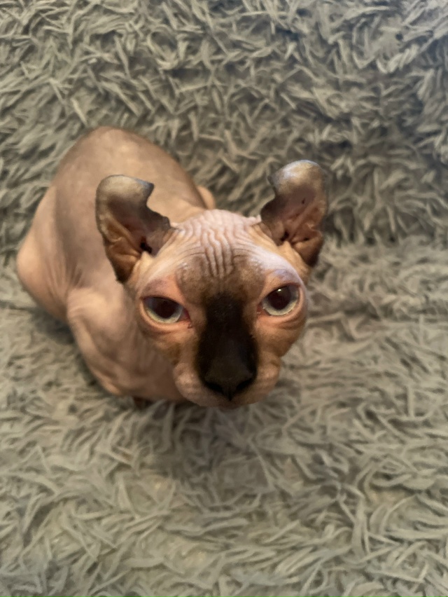 Всем привет! Это Титус, Тит, титька и окорочок. Мы ещё не...