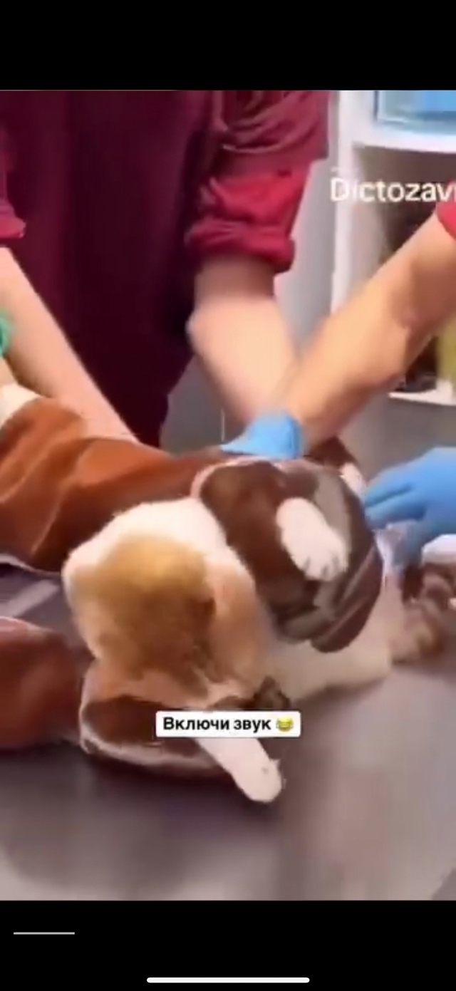 Какой же разговорчивый котик..