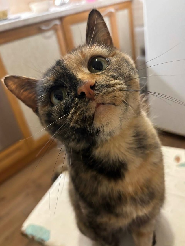 ‼️‼️Поиск дома‼️‼️
Вот такая красотка, умничка, ид...