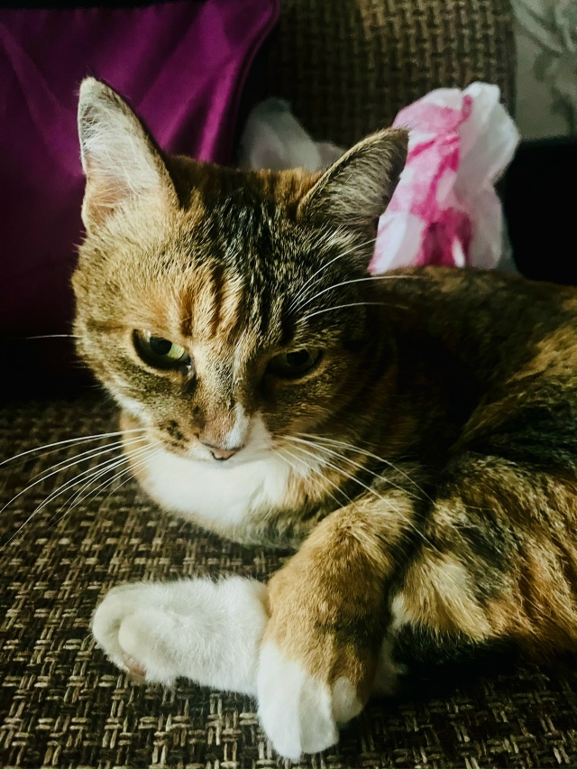 Цалуй, сучьька)