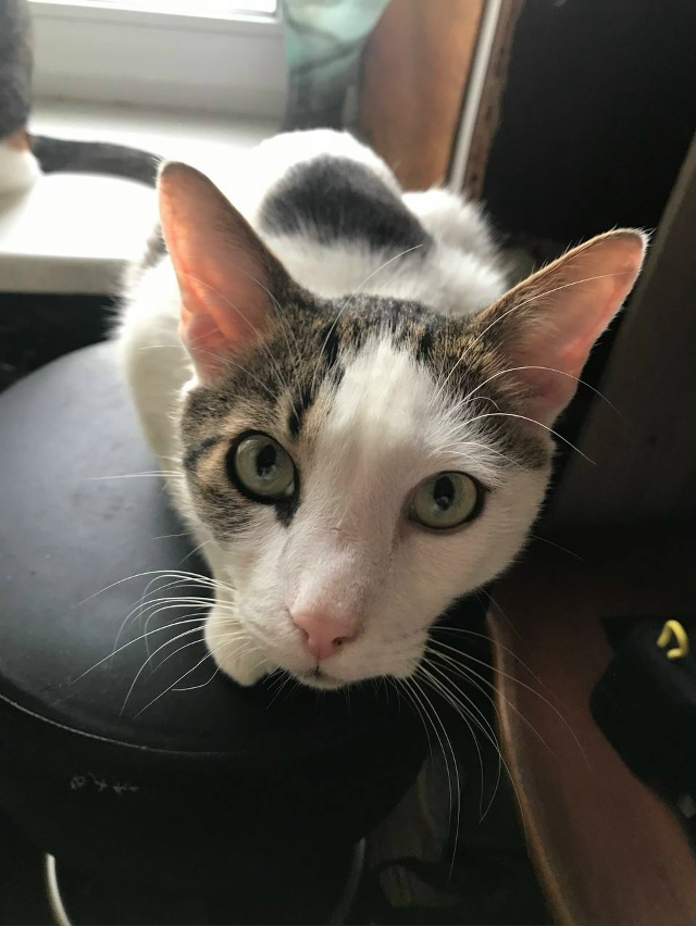 Батон) Мы Бандито-Ганкстерито)