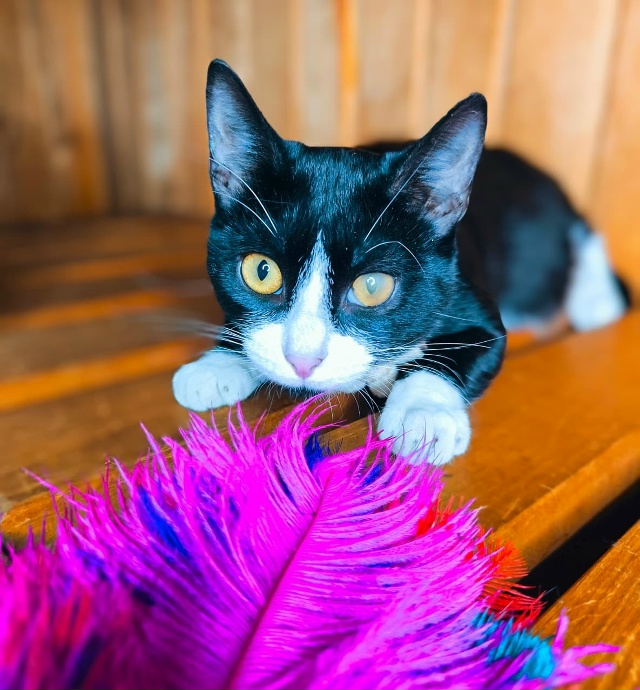 Сестрицы Милашка и Кнопочка, очаровательные девчонки ?...