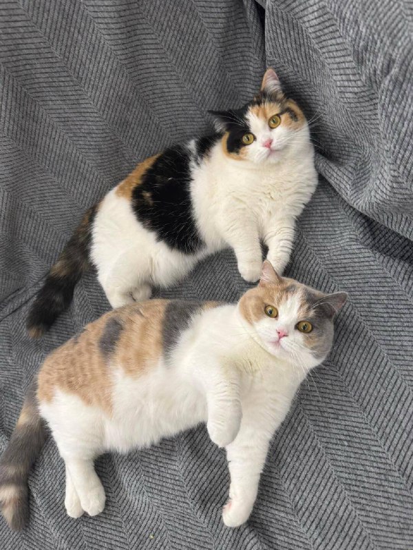 Када в принтере закончилась краска