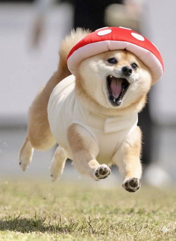 Ты думал я гриб? Я кот не ешь меня👎 4ch