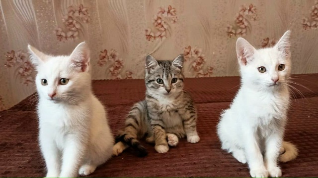 🐾 Срочно ищем любящие семьи для 3 замечательных котят!...