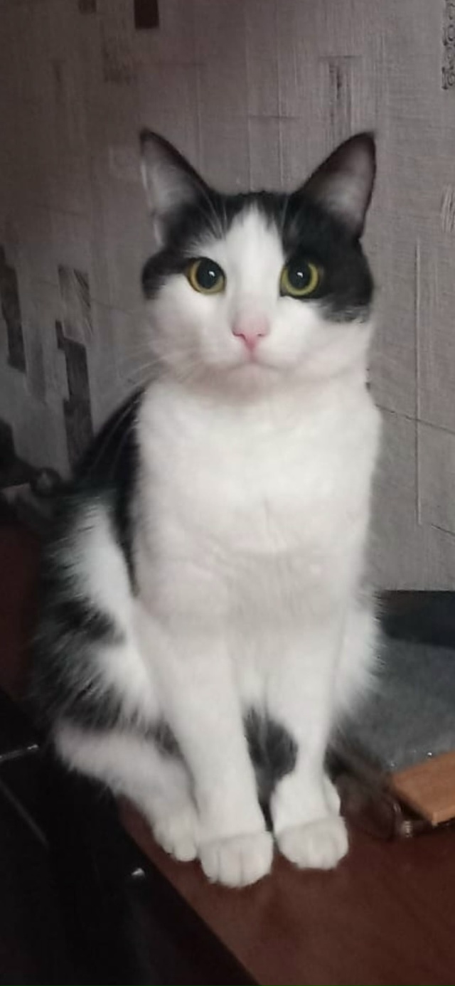 Админ, пропусти пожалуйста. Верните кота от куда взяли...