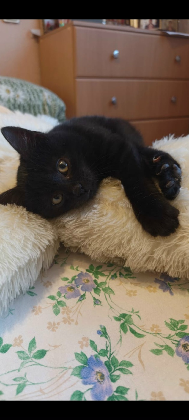 Фиону нашли на улице , котенок 2-3 месяца, очень красива?...