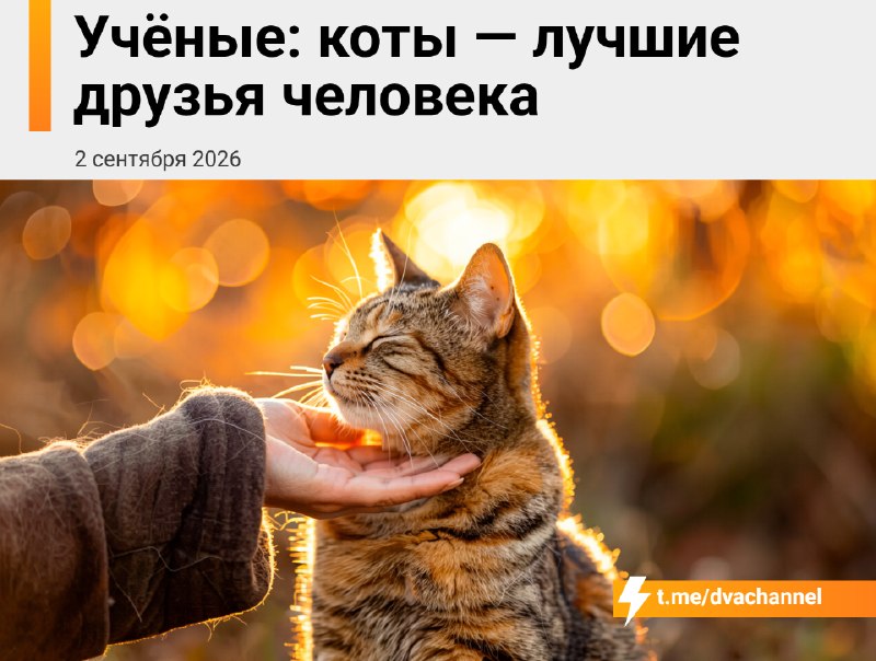 Коты — лучшие друзья человека, считают учёные
По мнению психологов, они способны формировать с хозя