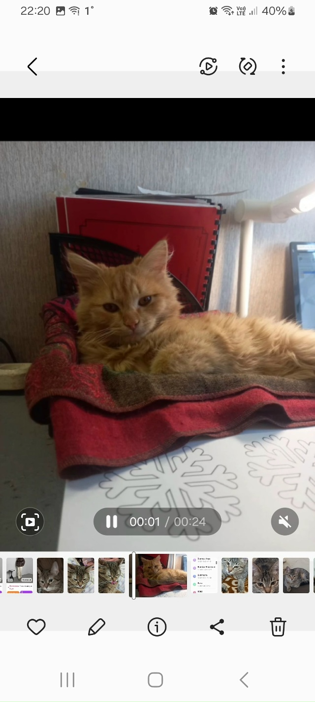 Котик ищет дом,на вид 6 месяцев,оказался на улице.Очень ...